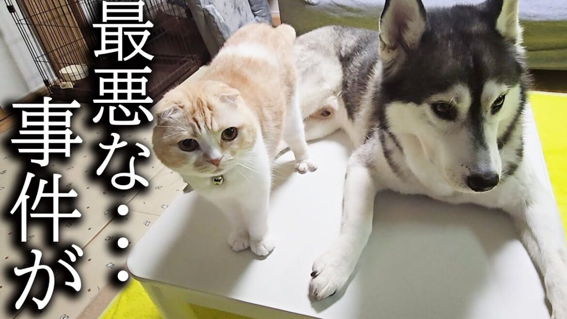 犬と猫が困ってるので聞いてみたら… 犬と猫が困ってるので聞いてみたら...