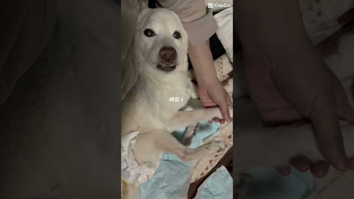 七転び八起き精神の賢殿物語#shorts#老犬#賢殿