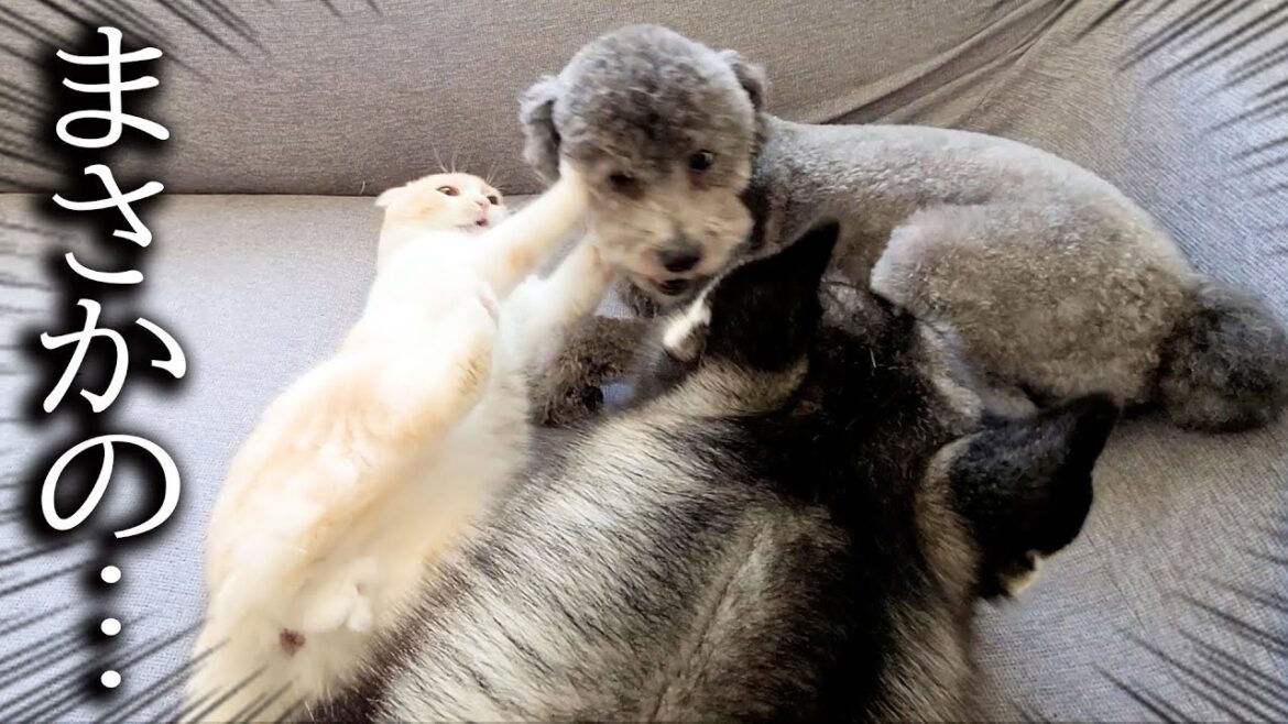 猫が大喧嘩してたので犬が止めに入ったらこうなっちゃいました… 猫が大喧嘩してたので犬が止めに入ったらこうなっちゃいました...