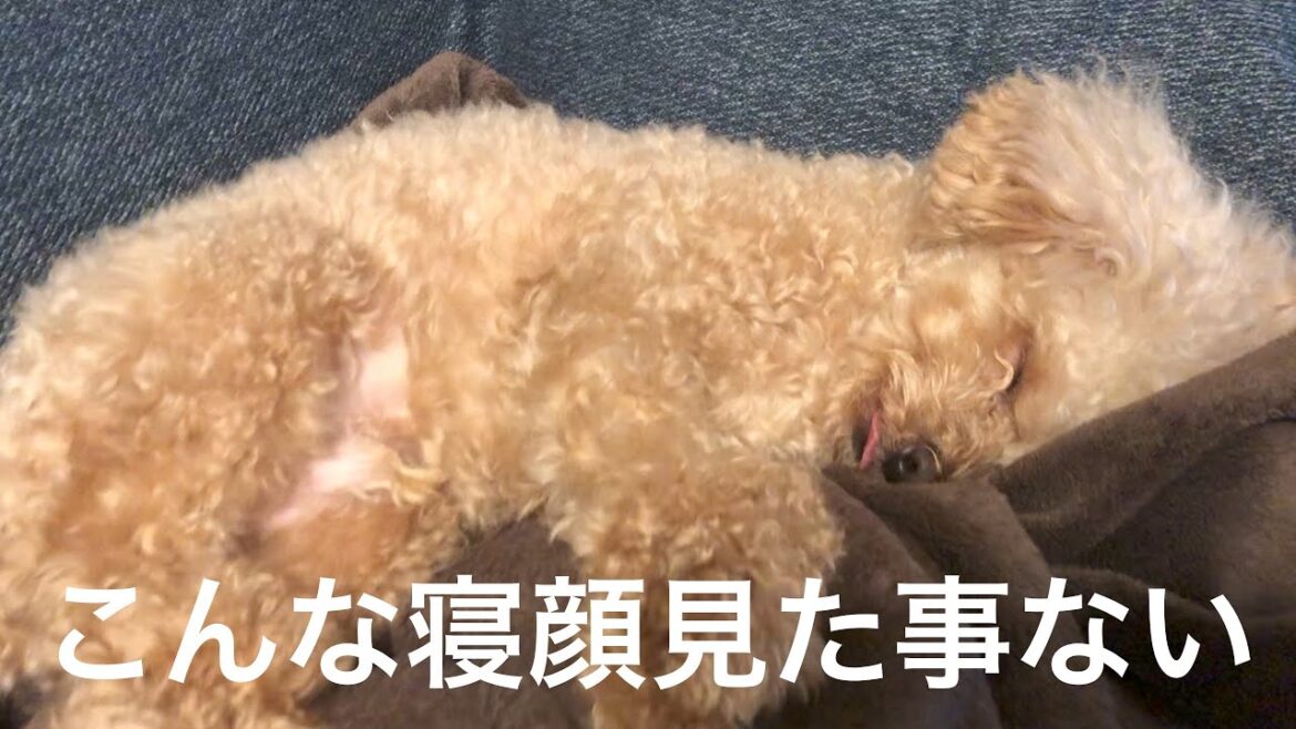 飼い主も知らない愛犬の姿に感極まる【トイプードル】