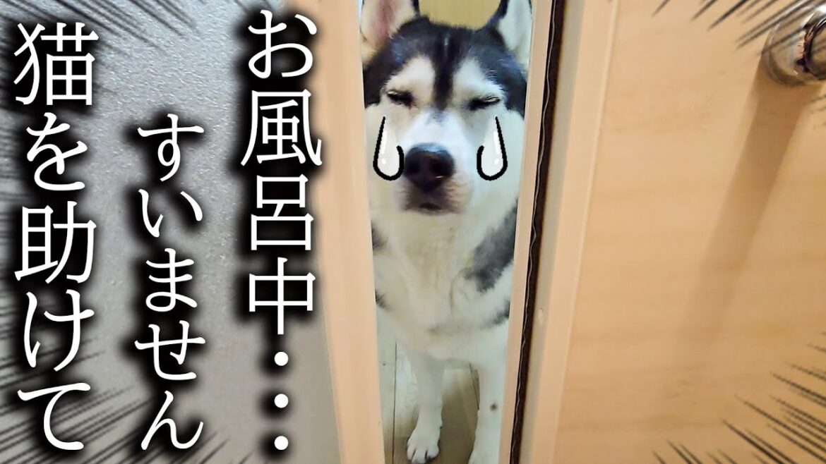 お風呂に入ってると犬がくんくん鳴くのでついて行くと猫が大変なことに… お風呂に入ってると犬がくんくん鳴くのでついて行くと猫が大変なことに...