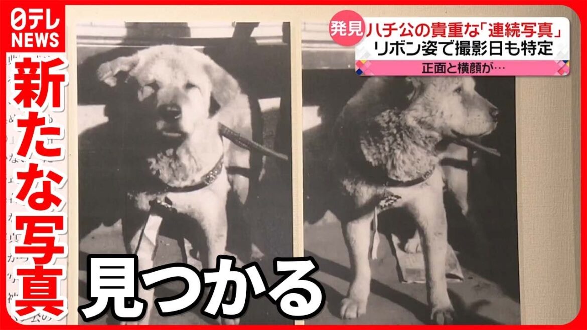 【忠犬ハチ公】"連続写真"発見  外国人にも人気「日本で一番有名な犬」