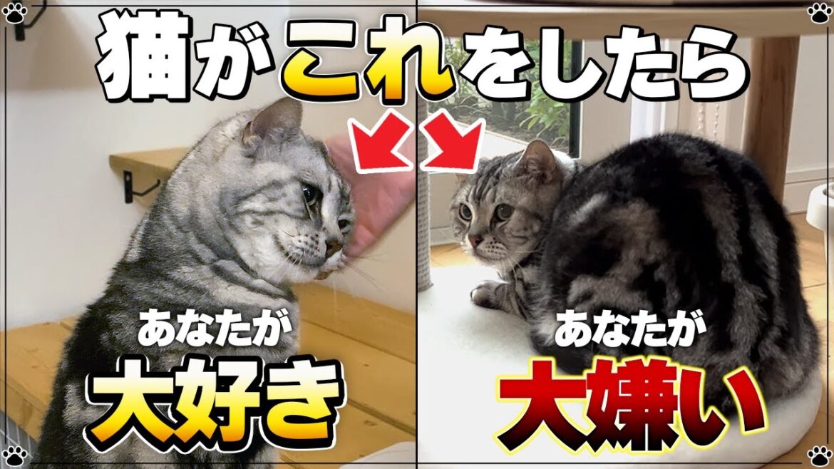 【同じ家族でも態度が違う!】猫の態度で分かるあなたとの関係【保護猫】