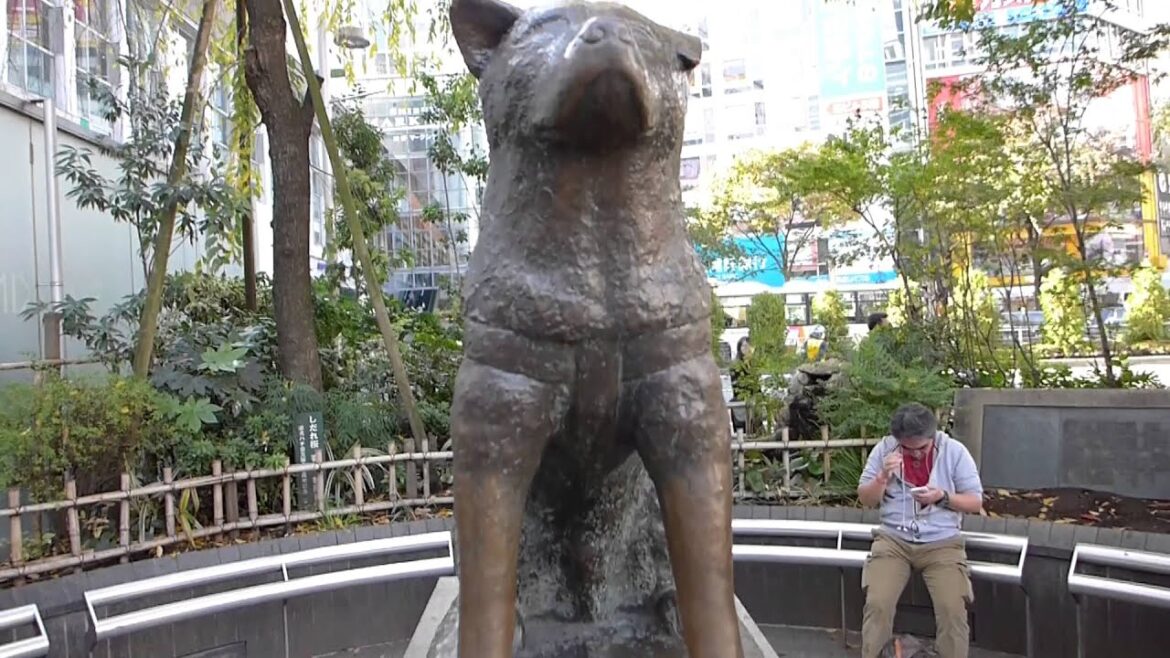 Tokyo, Japan - Hachikō Statue HD (2015)
