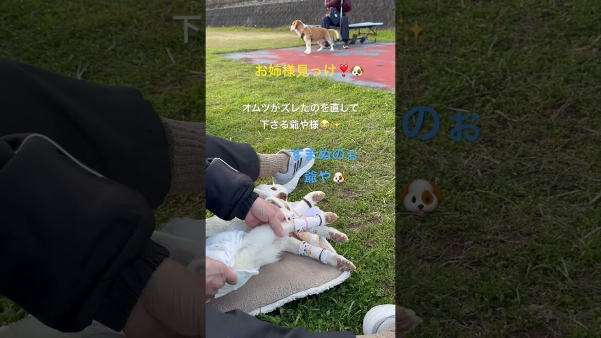 賢殿と爺や様、ルー君とパパさん、お姉様#shorts#賢殿#認知症#柴犬