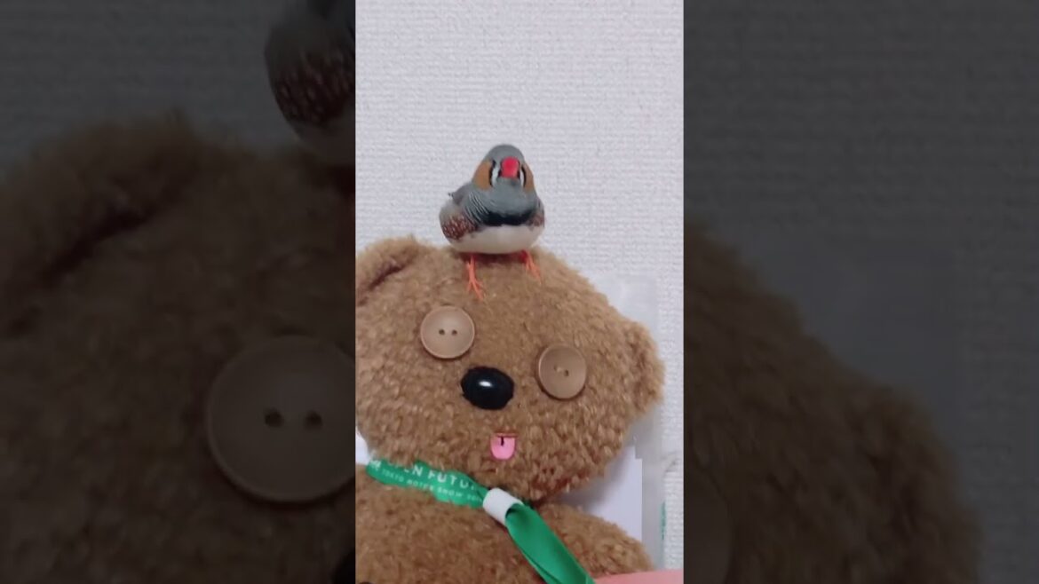 キンカチョウ「ティムとてんてん」