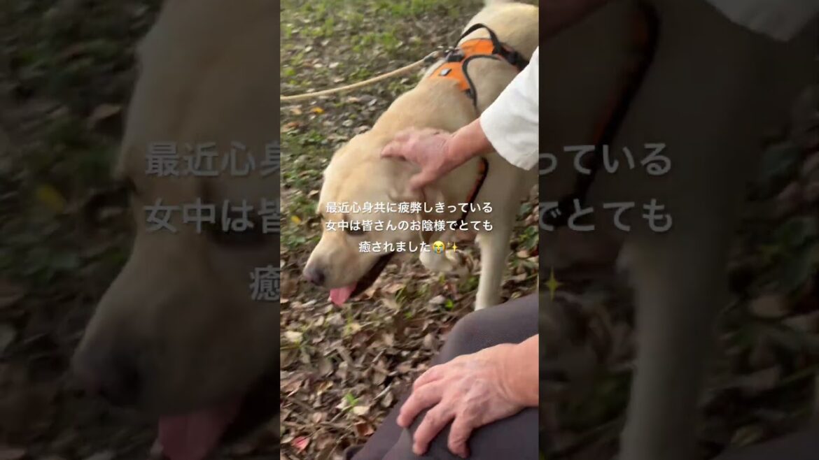 10/30猫おばさん女中のドナドナ〜賢殿ファミリーとの癒しの時間#shorts#賢殿 10/30猫おばさん女中のドナドナ〜賢殿ファミリーとの癒しの時間#shorts#賢殿