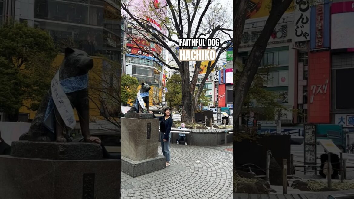 🎌忠犬ハチ公🐕#hachiko #shibuya #japan #shortvideo