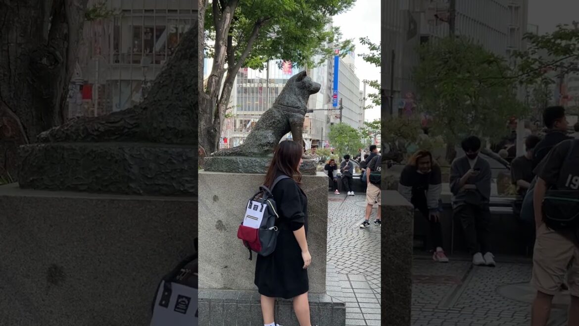 東京渋谷駅忠犬ハチ公の銅像/Bronze statue of Hachiko, the loyal dog at Shibuya Station, Tokyo#shorts #shortsvideo