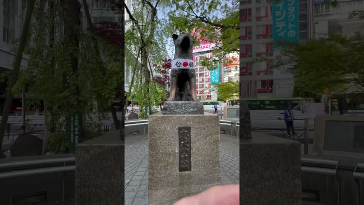 Shibuya # hachi