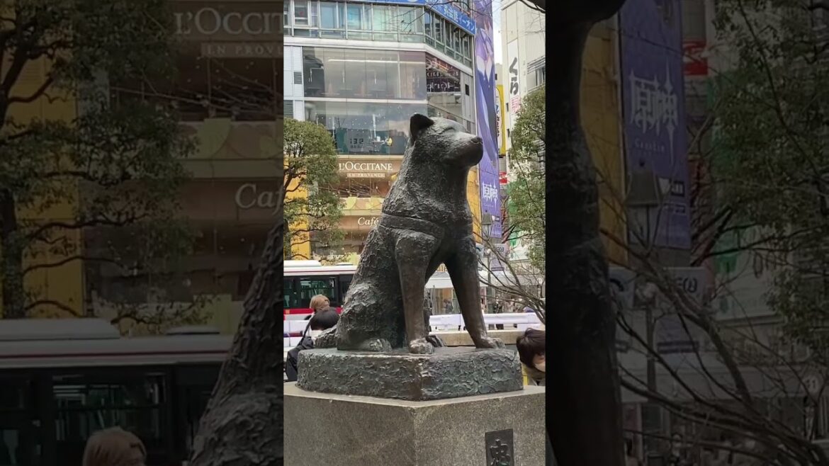 ハチ公　Hachi Shibuya #渋谷