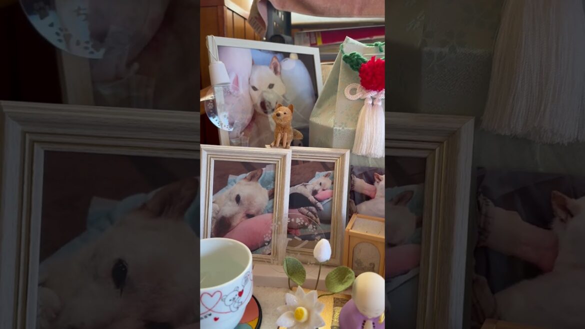 妹女中からの若かりし頃の賢殿そっくりのプレゼントと若い頃の賢殿の画像#shorts#賢殿