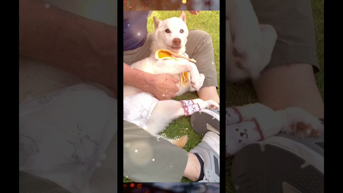 泣きたい時や苦しい時こそ賢殿を思い出している女中です。＃shorts＃賢殿