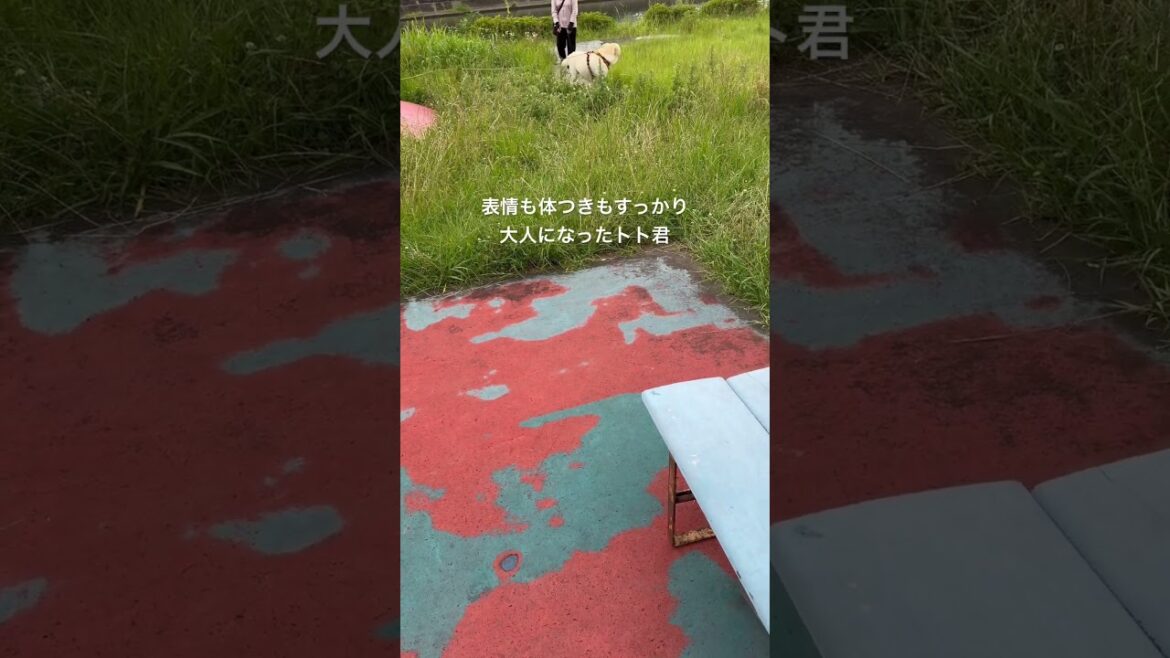 6/10チビ殿とのドナドナ〜忍び🐱家族、ルー君、トト君、爺や様、おば様、じいじスポンサー様#shorts#賢殿