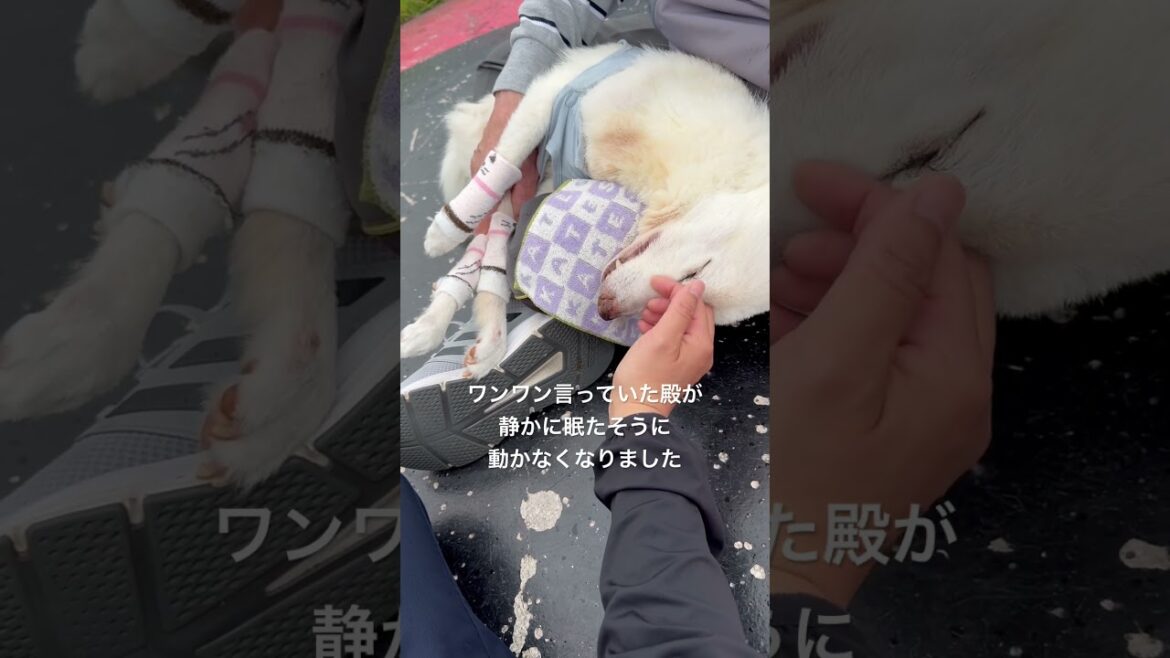 【4/28賢殿虹の橋を渡りました】4/26最期のドナドナ最終回〜皆様賢殿を可愛がって頂き有難うございました#shorts#老犬