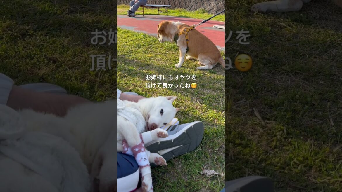 3/22何でも食べるワイルドな犬仲間ルー君と賢殿様#shorts#柴犬#老犬#賢殿