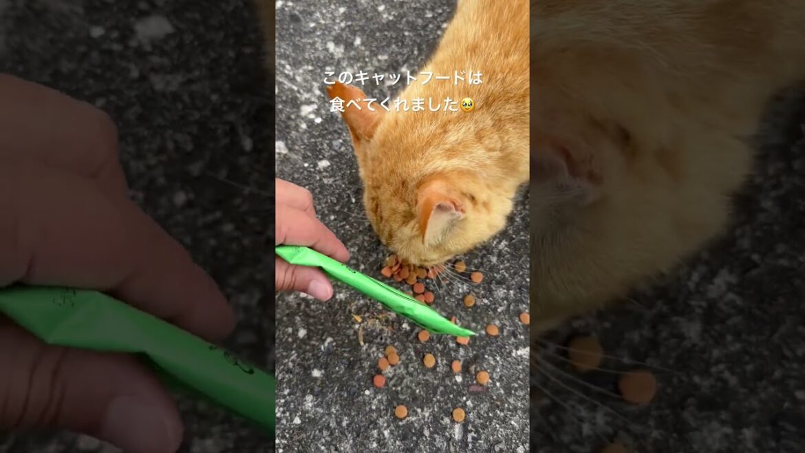 忍び🐱達にキャットフードを食べて貰えて嬉しい女中とチビ殿#賢殿#老犬介護 忍び🐱達にキャットフードを食べて貰えて嬉しい女中とチビ殿#賢殿#老犬介護