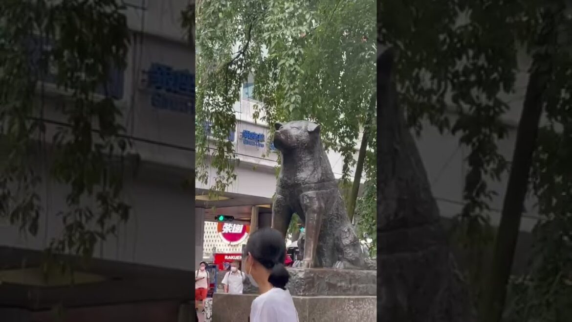 Hachiko Statue in Shibuya city Tokyo