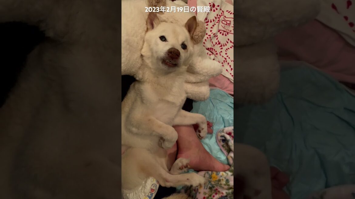 【回想】2023年2月19日22時半頃賢殿と女中の会話#shorts#老犬