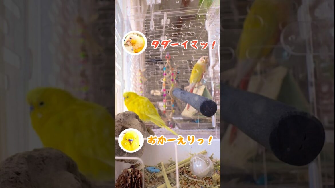 【ただいまおかえり】を言い合う仲良しインコ#セキセイインコ #ウロコインコ #budgie  #conure #おしゃべりインコ #comunicacion #birds #鳥 #仲良し #挨拶
