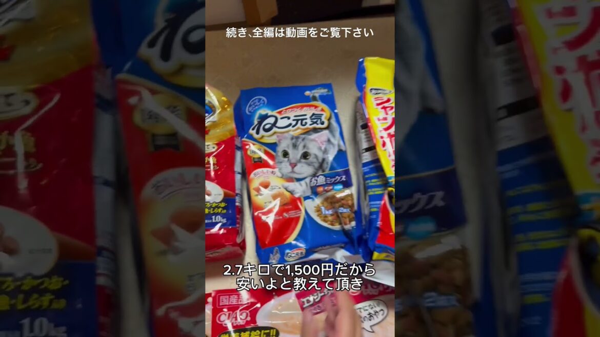 猫オバサン化した女中と賢殿と忍び🐱達の思い出〜続き、全編は動画をご覧下さい#shorts #賢殿#野良猫