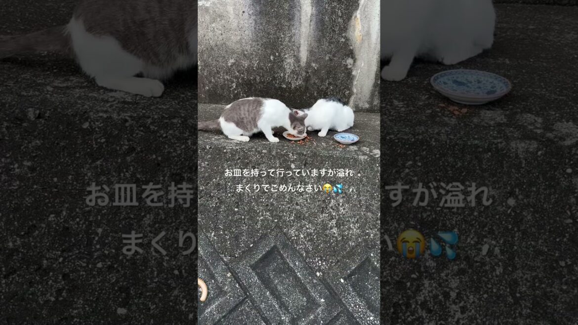猫おばさん化した女中は毎日チビ殿とドナドナを続けています#shorts#賢殿