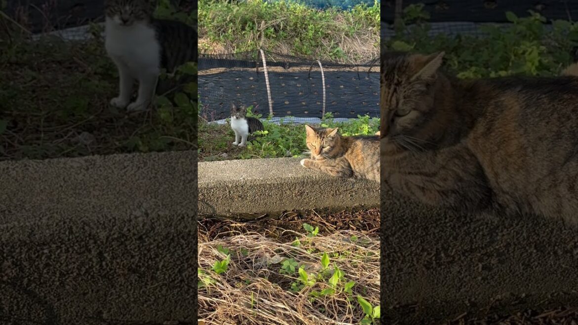 常に危険と隣り合わせで生きている地域猫達です#shorts#賢殿