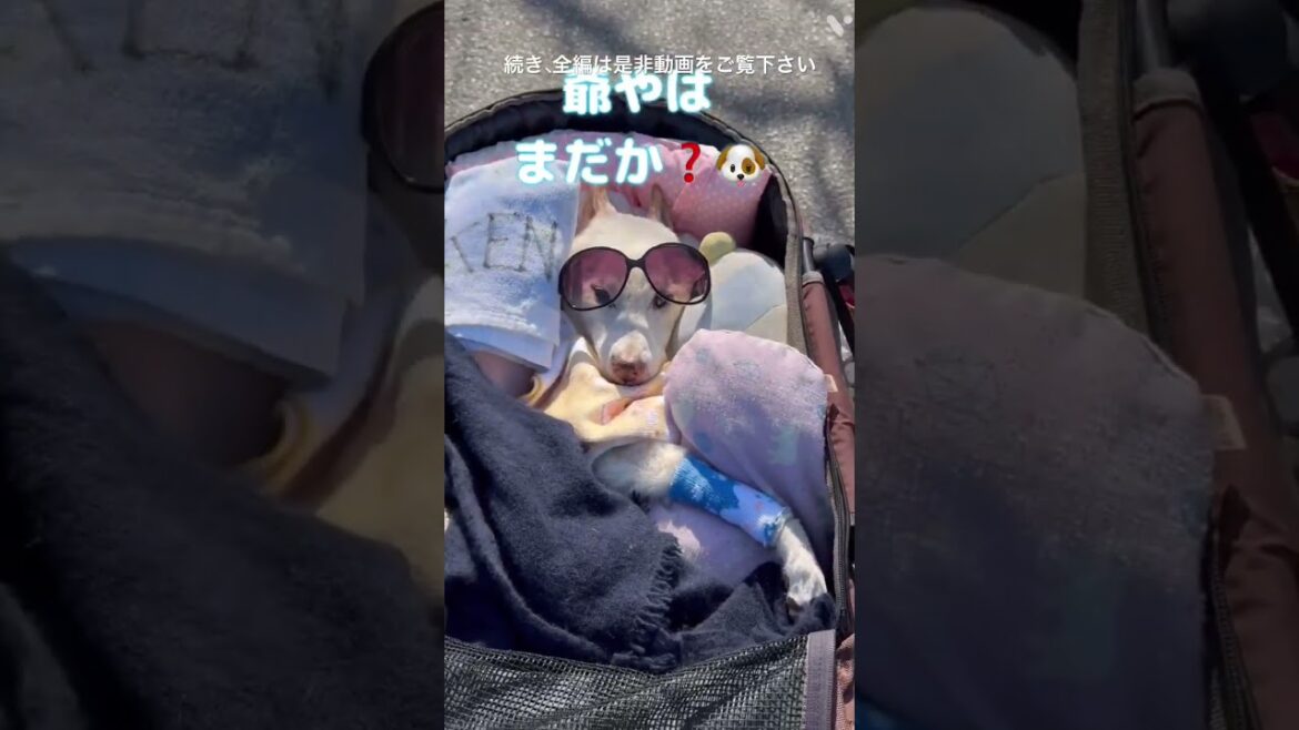 3/27賢殿様のドナドナお散歩風景〜飛行機雲、桜、アル君、ルー君、トト君、菊千代ちゃん〜全編は動画をご覧下さい#shorts