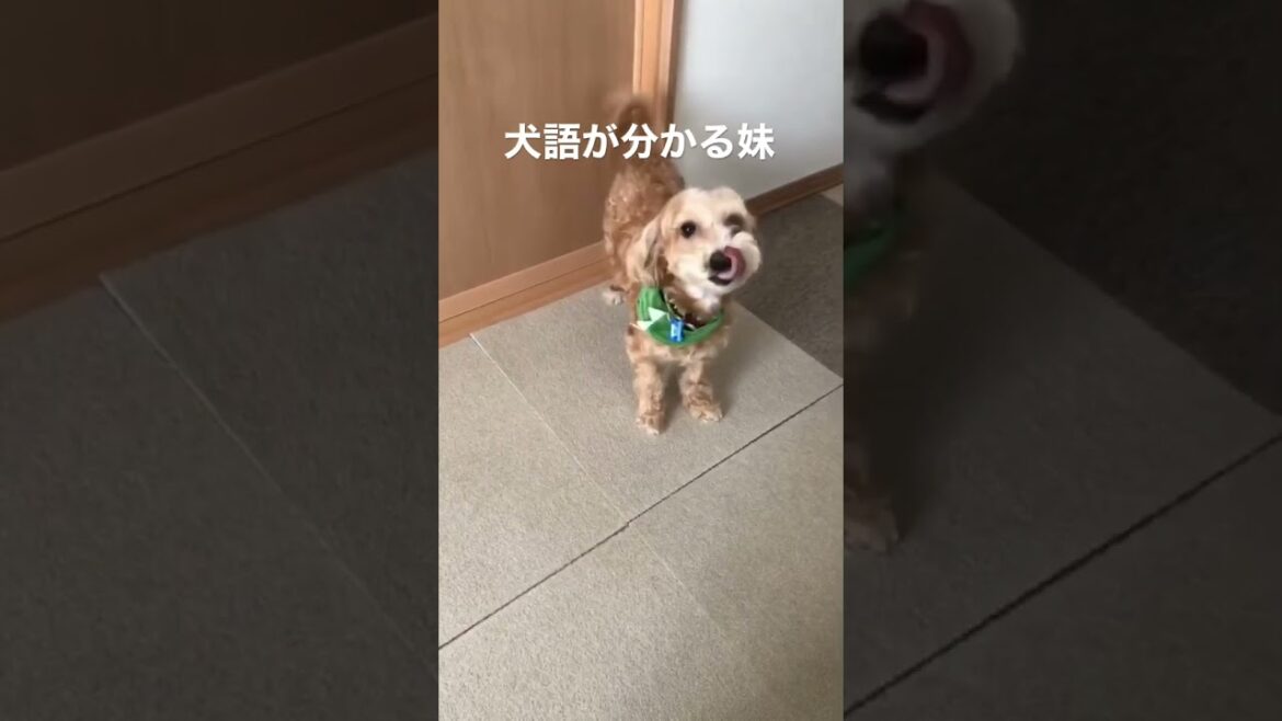 妹vs犬5おやつ貰いたいのにあげない妹に文句言う犬