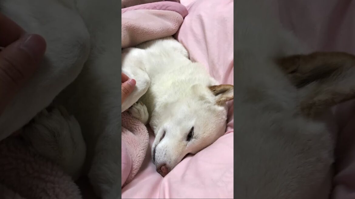 賢ちゃん、これからもずっとずっと一緒だよ①〜最近好きな音楽に乗せて#shorts #賢殿