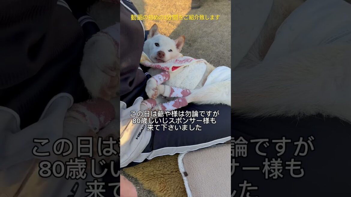 2024年1月2日の愛犬賢、賢殿の様子～城内、ドナドナ先、爺や様、ルー君、アル君、おこめ君、吾郎蔵君＃shorts#賢殿