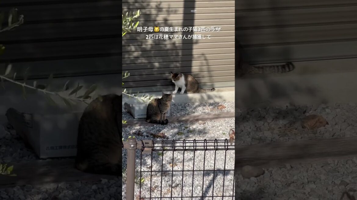 2024/12/25賢殿不在のクリスマス🎄①#shorts #賢殿 #christmas