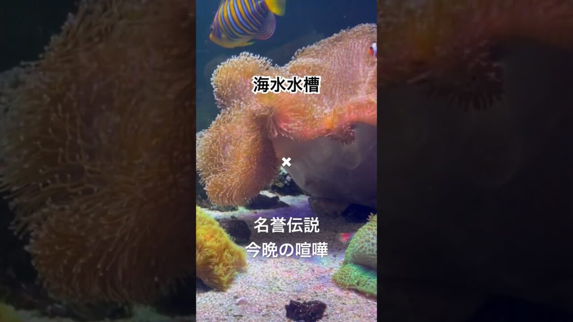 海水水槽の束の間✖︎ 名誉伝説/今晩の喧嘩/変人のサラダボウル