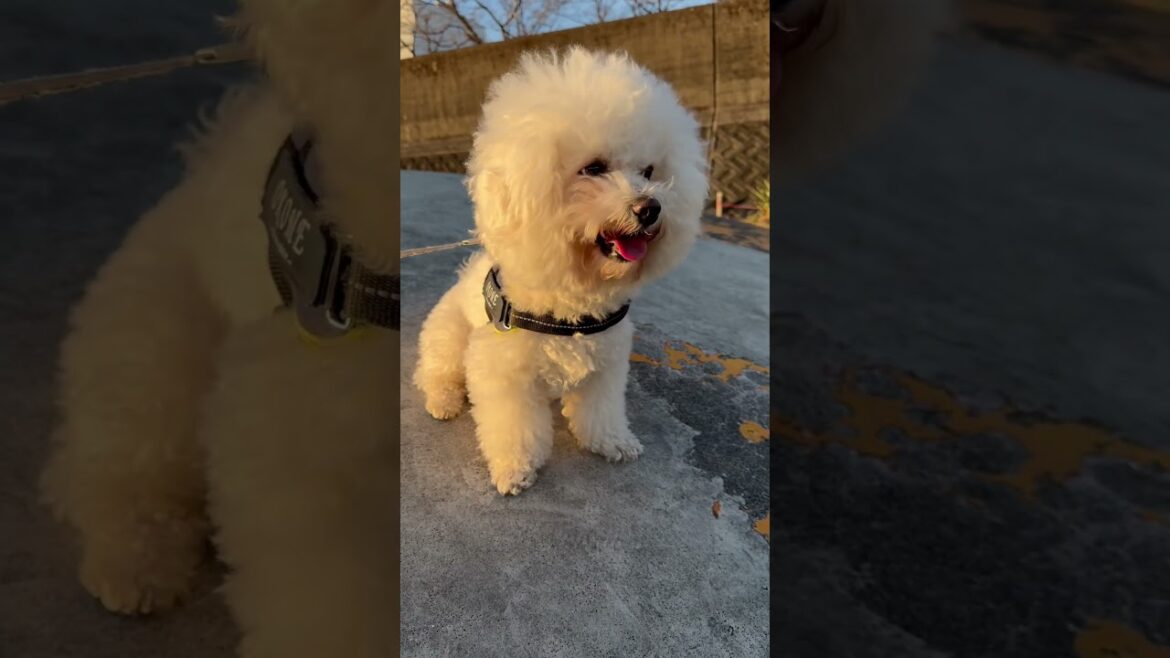 12/28賢殿の8回目の月命日#shorts #賢殿