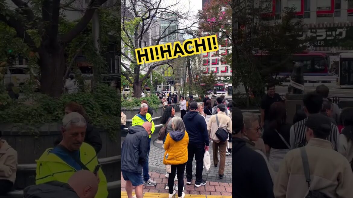 HI!HACHI! 【ハチ公の行列】 #shorts #hachiko #shibuya
