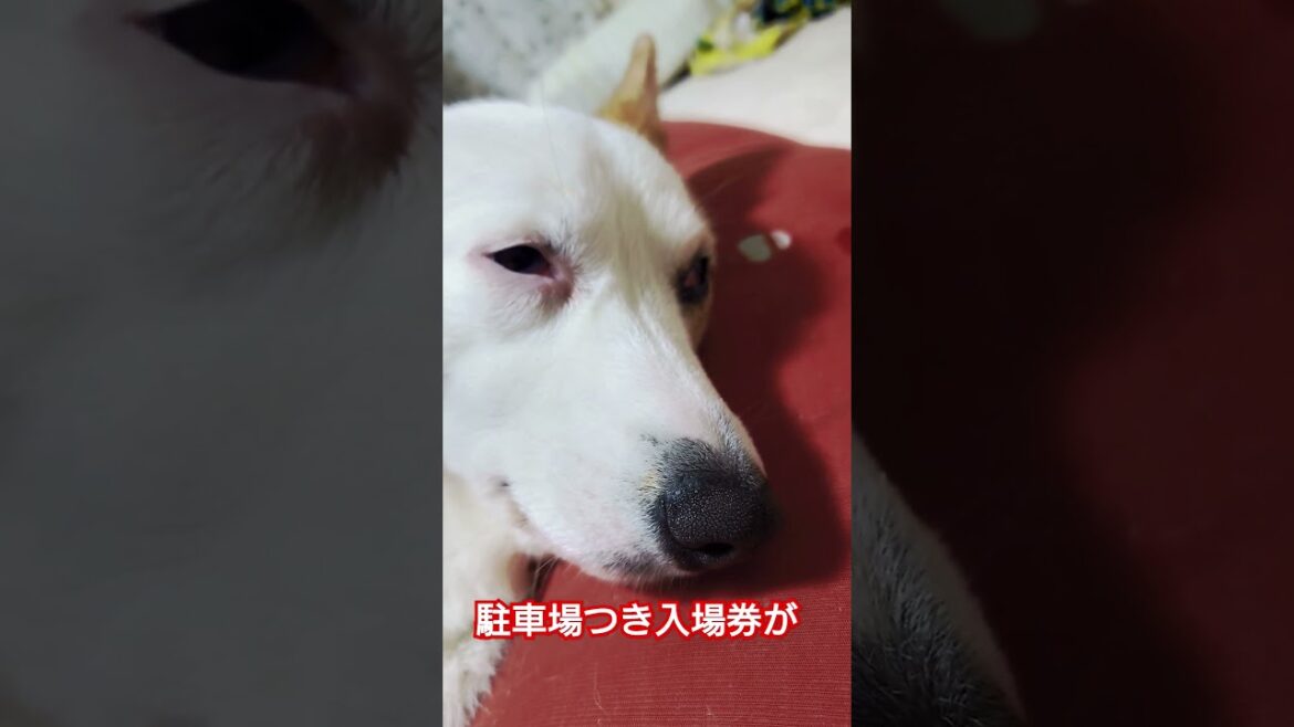 内容と顔は関係ありません#コーギー #コーギー犬 #dog #可愛い #shorts  #インターペット
