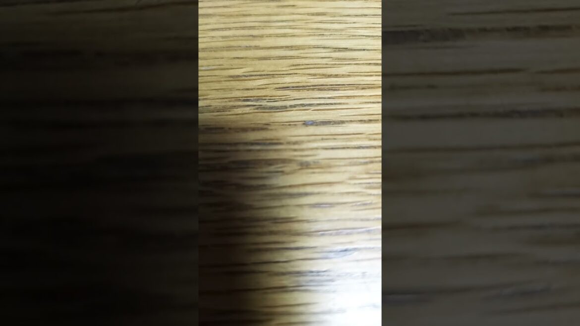 #科学冒険サバイバル 恐竜世界のサバイバルその2あらすじ