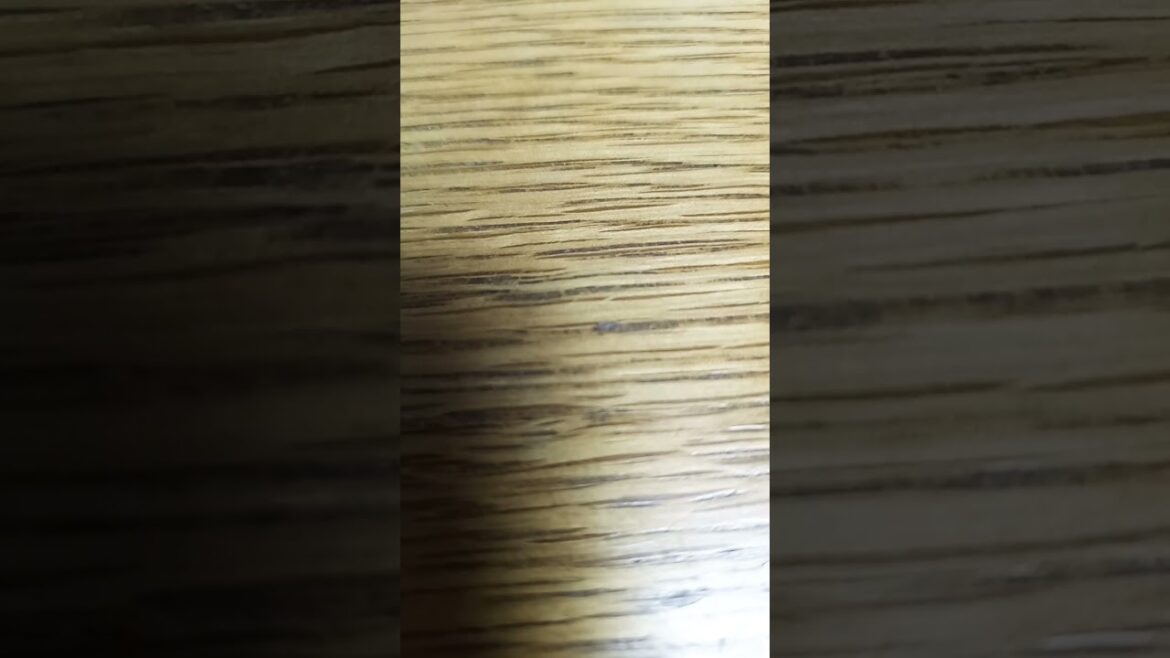 #科学冒険サバイバル 南極の動物