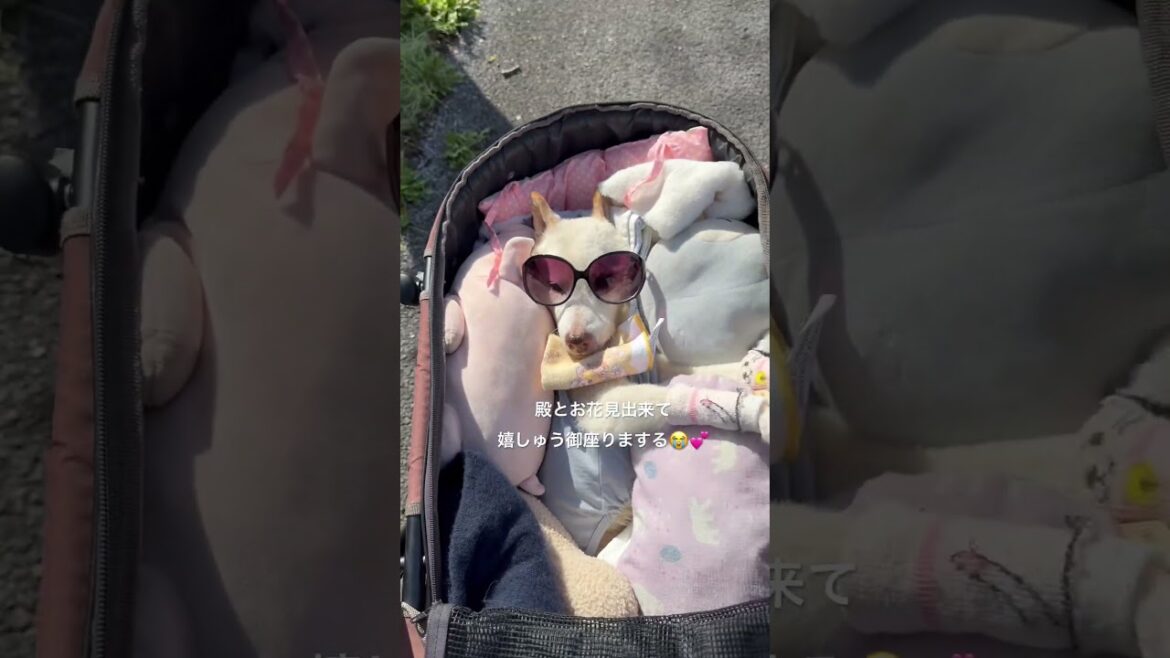 3/29愛犬賢殿おニューの夏服でのドナドナお散歩とお花見#shorts#老犬#介護 3/29愛犬賢殿おニューの夏服でのドナドナお散歩とお花見#shorts#老犬#介護