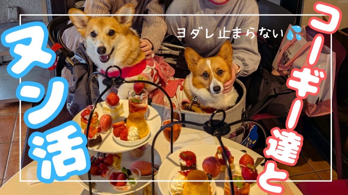 【愛犬とアフタヌーンティー】ワンコだってイチゴ大好きなんだから！楽しい週末