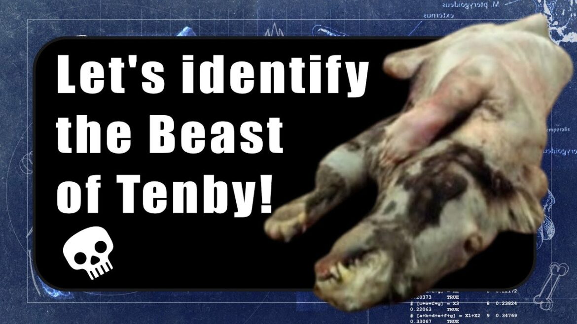 Monster ID | The Beast of Tenby - mysterious unidentified creature