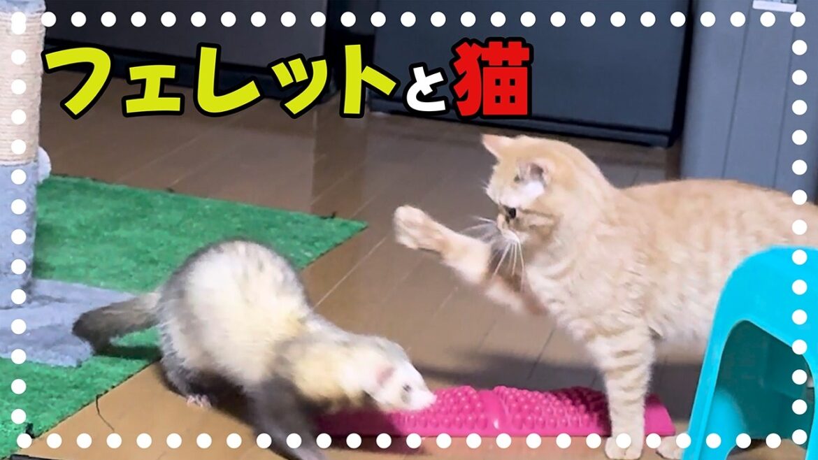 【フェレットと猫】トムとジェリーのような仲良しな2匹 【フェレットと猫】トムとジェリーのような仲良しな2匹