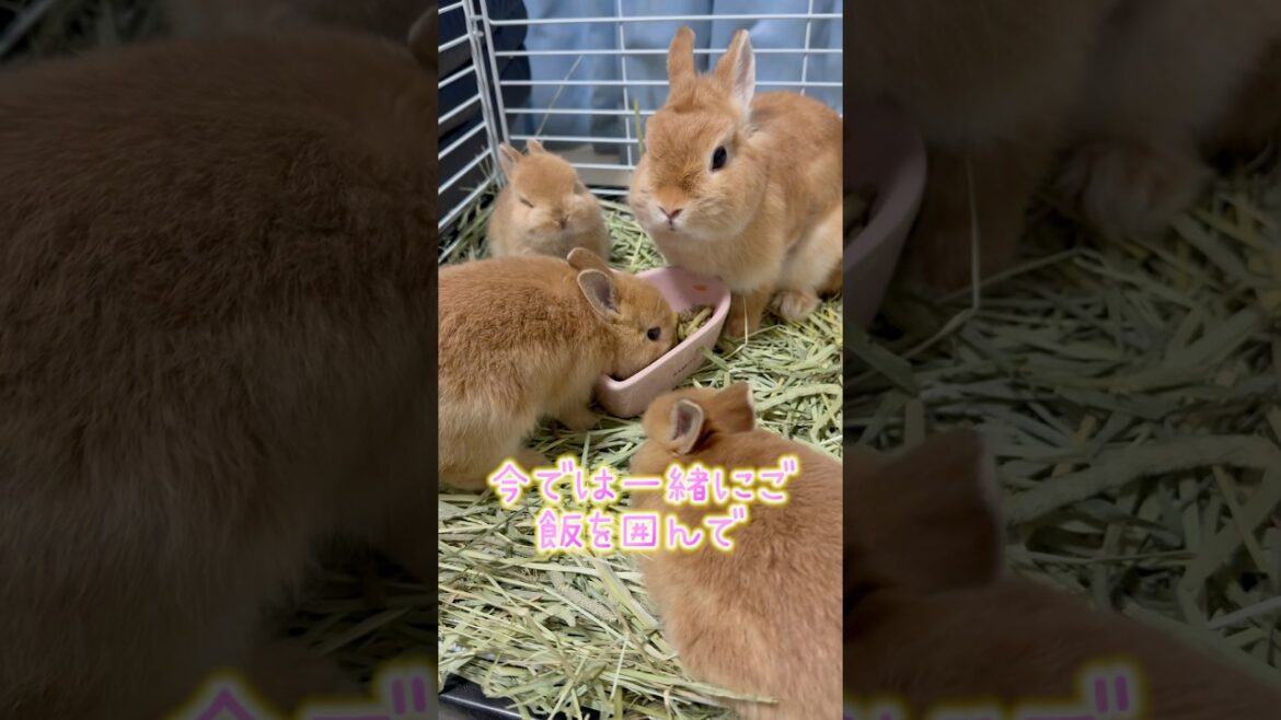 【パインの子育て奮闘記２❣️】1ヶ月間全力で子育てしたママうさぎの努力に感動✨　#shorts #うさぎ #感動する話 #成長記録 #cute