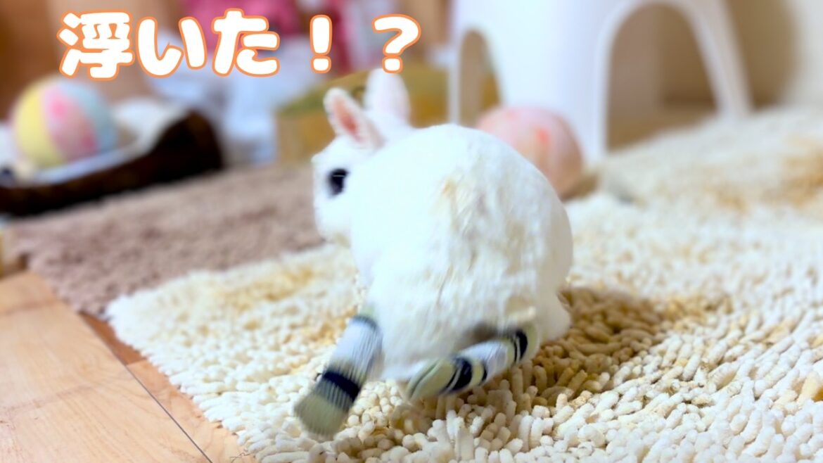 飼い主との遊びでテンションが上がりすぎて浮いた！？障害持ちとは思えない身のこなしで飼い主と全力で遊びます！