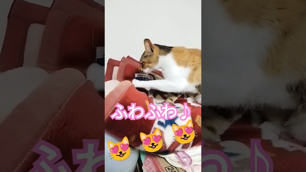 どうしましょ…😭😭😭 #shorts #shortsfeed #ふみふみ #家猫