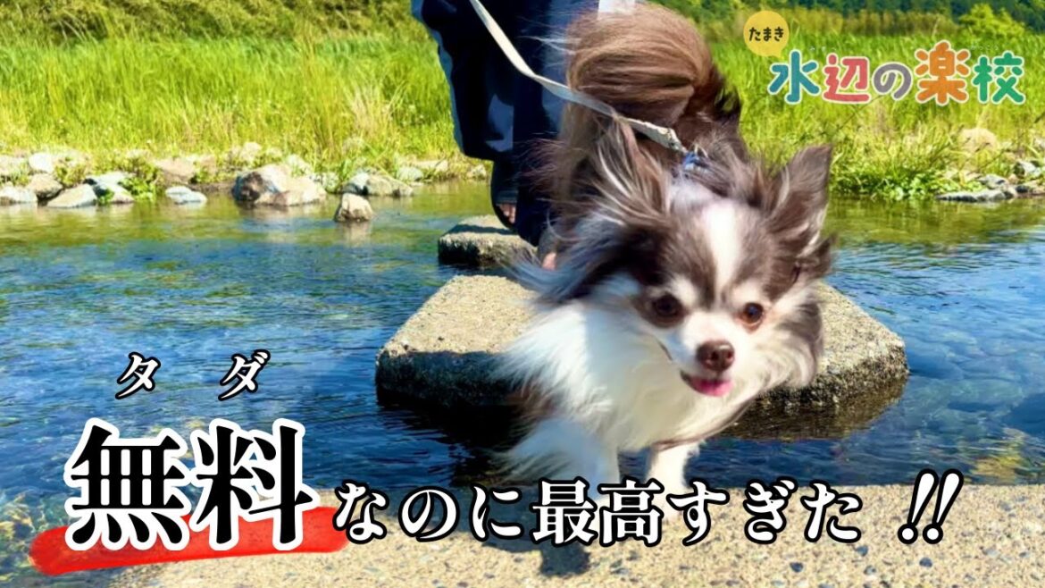 【無料！穴場！】キャンプも川遊びも出来る超穴場施設が最高すぎた！犬連れもちろんOK！！【たまき水辺の楽校】