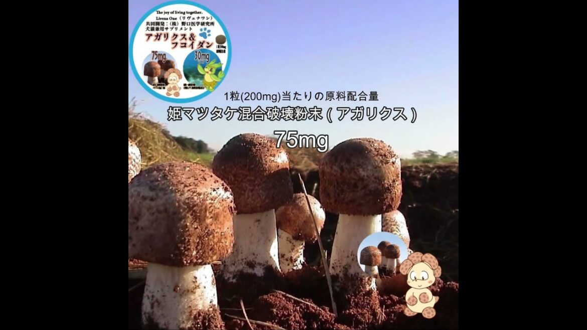 犬猫兼用サプリメント　アガリクス＆フコイダン Livena One(リヴェナワン）