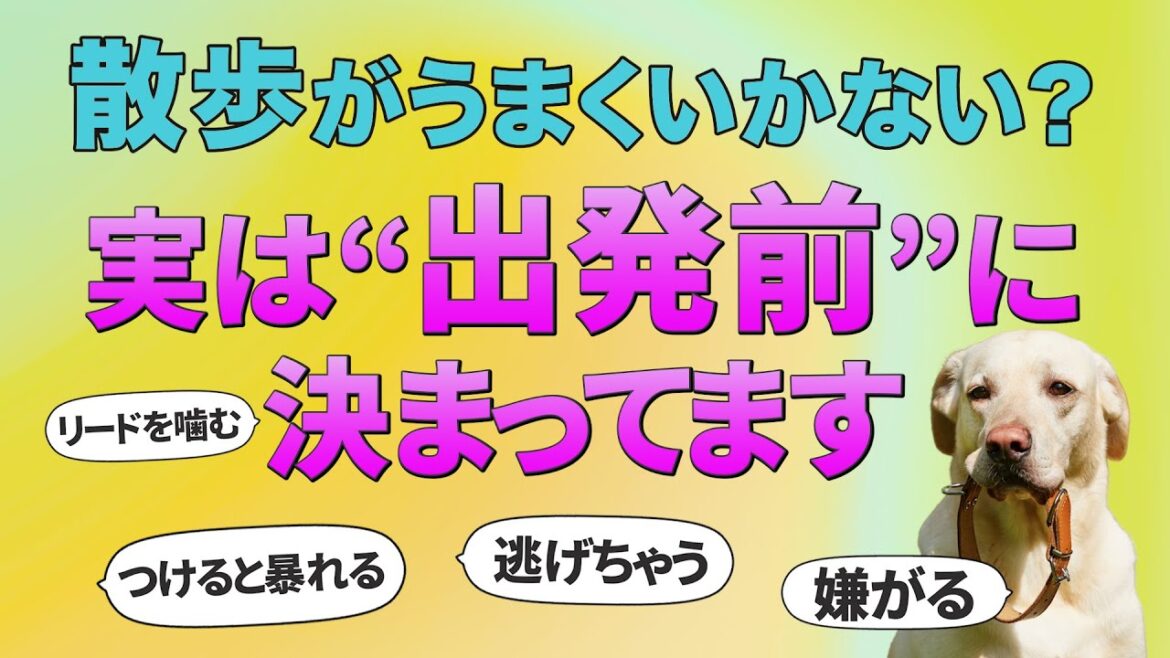 犬がリードを嫌がらない魔法の方法教えます！