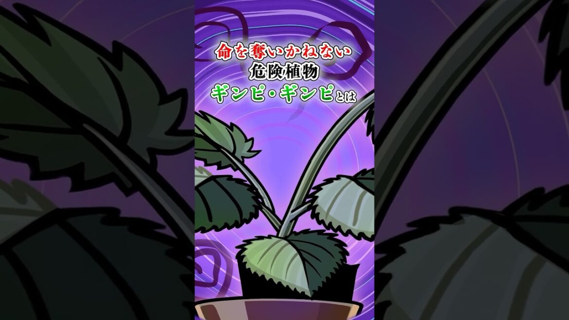 命を奪いかねない危険植物 ギンピ・ギンピとは【アニメ】#Plottアニメ #テイペン