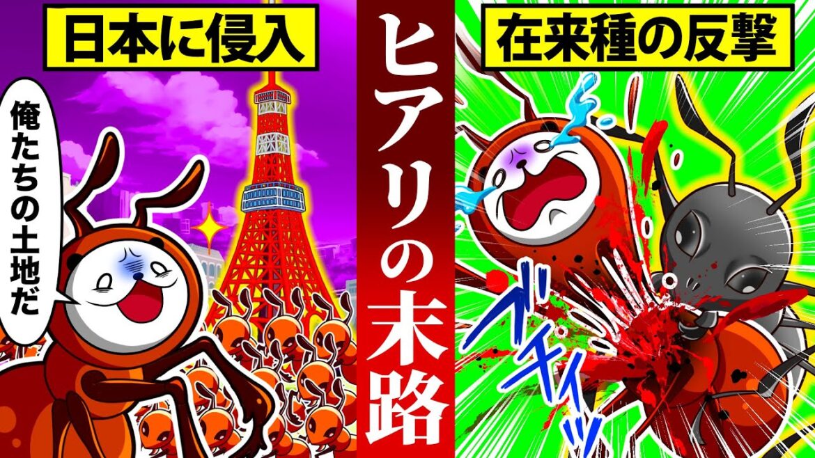 ヒアリから日本を守った在来種4選【アニメ】 ヒアリから日本を守った在来種4選【アニメ】